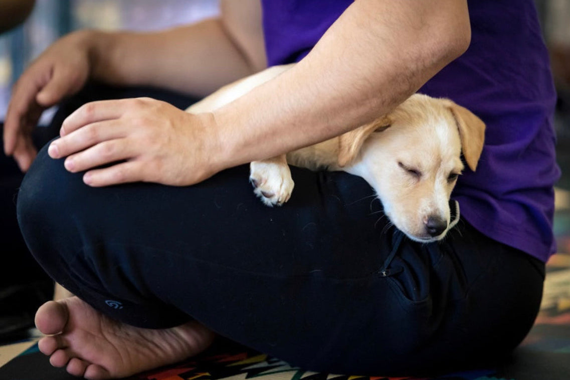 Rescue Puppy Yoga @ Bitter Sisters Brewing Company