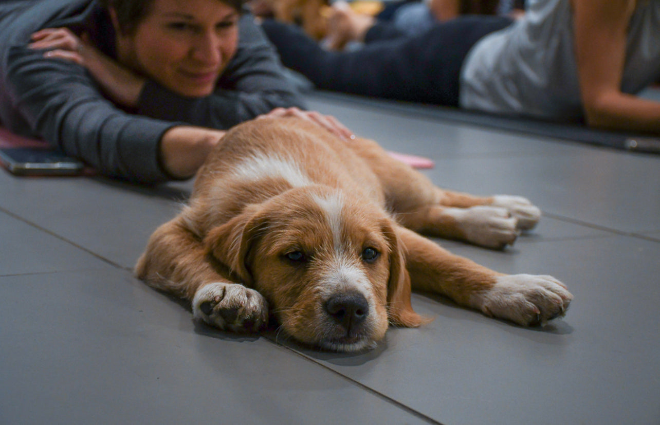 Rescue Puppy Yoga @ Bitter Sisters Brewing Company