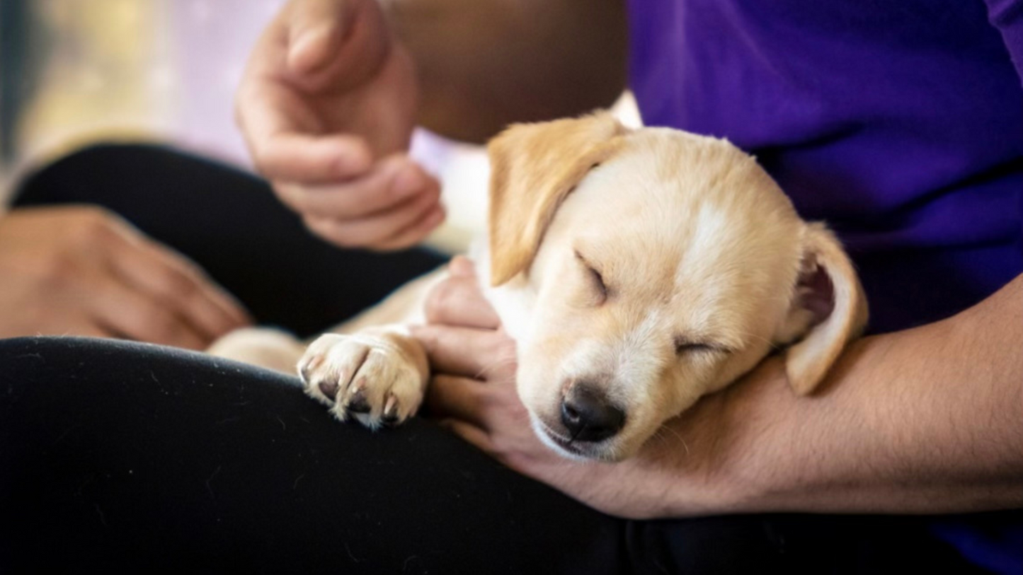 Rescue Puppy Yoga @ New Artisan Distillery